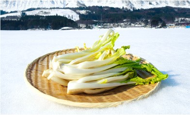 雪菜ってどんな野菜? 旬や栽培方法、おいしく食べるレシピを解説【日本伝統野菜推進協会監修】｜マイナビ農業