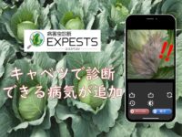 キャベツの病気が追加されました！病害虫診断アプリ「エクスペスツ」の診断機能がさらに充実！！