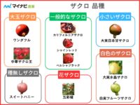 ザクロの品種10選を図解付きで分かりやすく解説【家庭菜園】