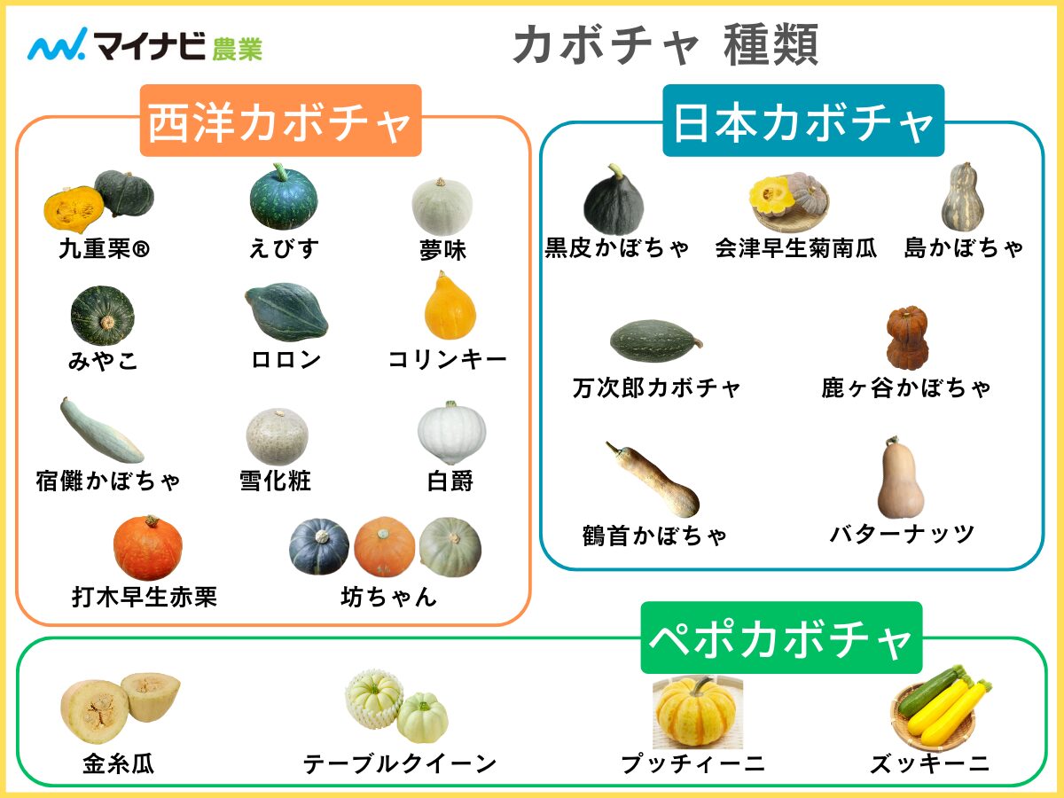 カボチャの品種22選を図解付きで分かりやすく解説【家庭菜園】