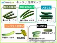 キュウリの種類と品種を図解付きで分かりやすく解説【家庭菜園】