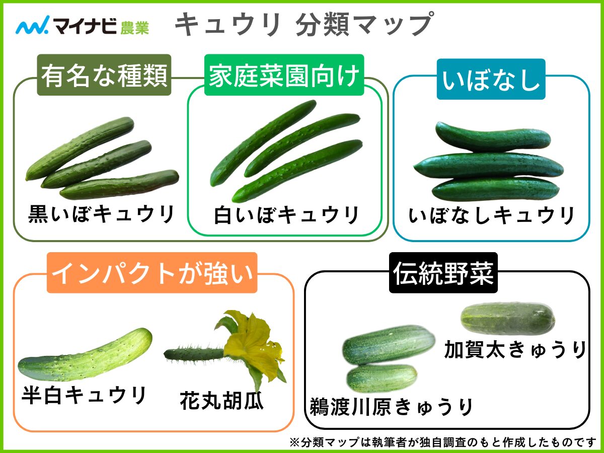 キュウリの種類と品種を図解付きで分かりやすく解説【家庭菜園】