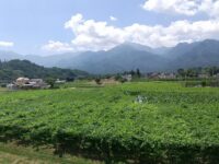 地域の農業と食文化を守る。山梨県/北杜(ほくと)市フードバレー協議会の取り組み