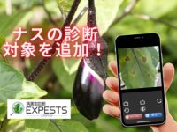 ナスの病気が追加されました！病害虫診断アプリ「エクスペスツ」の診断機能がさらに充実！！