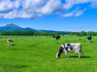 北海道酪農に興味のある方必見！釧路・根室で酪農を始める相談会in東京を2/2に開催！