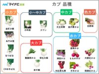 カブの品種19選！図解付きで分かりやすく解説【家庭菜園】