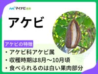 アケビの種類を紹介！おいしい食べ方・家庭菜園の方法など解説