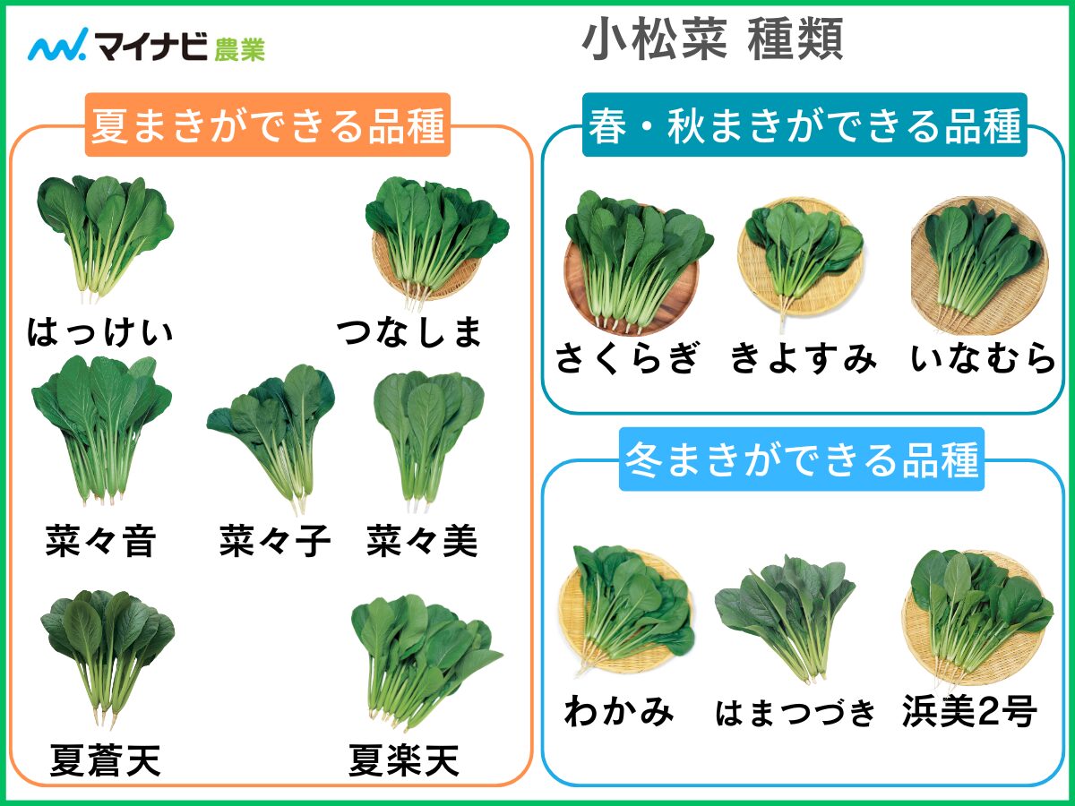 小松菜の品種13選！図解付きで分かりやすく解説【家庭菜園】