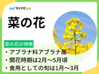 菜の花とは？旬の時期や選び方やおいしい食べ方など解説