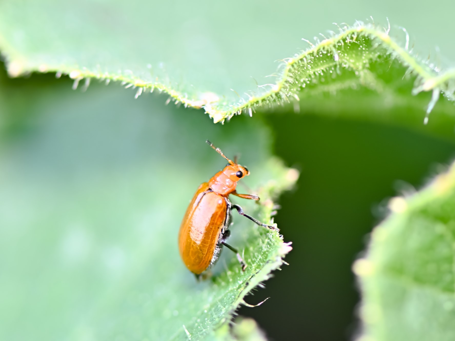 ウリハムシとは？　特徴や発生しやすい時期、防除方法まで、農家が詳しく解説