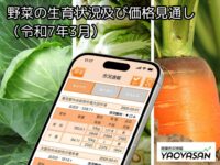 野菜価格高騰の中、春に向けての市場動向に注目です【青果市況情報アプリ「YAOYASAN」】