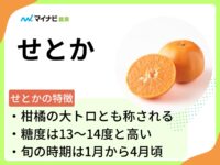 せとかとははどんな果物？　旬の時期や価格相場、栽培する方法も解説