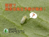 病害虫発生予報で発表された“野菜で注意すべき害虫”とは！？【病害虫診断アプリ 「エクスペスツ」】