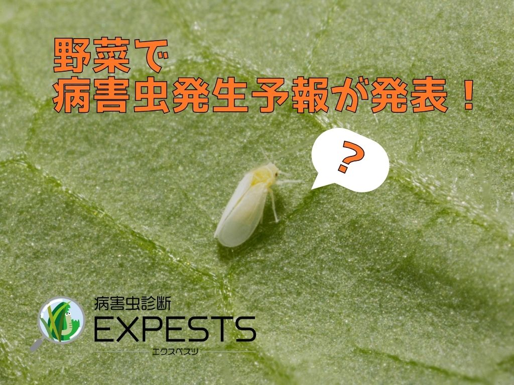 病害虫発生予報で発表された“野菜で注意すべき害虫”とは！？【病害虫診断アプリ 「エクスペスツ」】