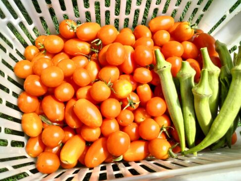 ミニトマトを収穫