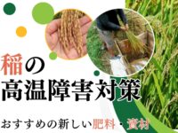 稲の高温障害対策は？高温障害になってしまう原因など