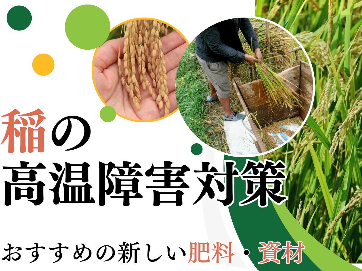 稲の高温障害対策は？高温障害になってしまう原因など