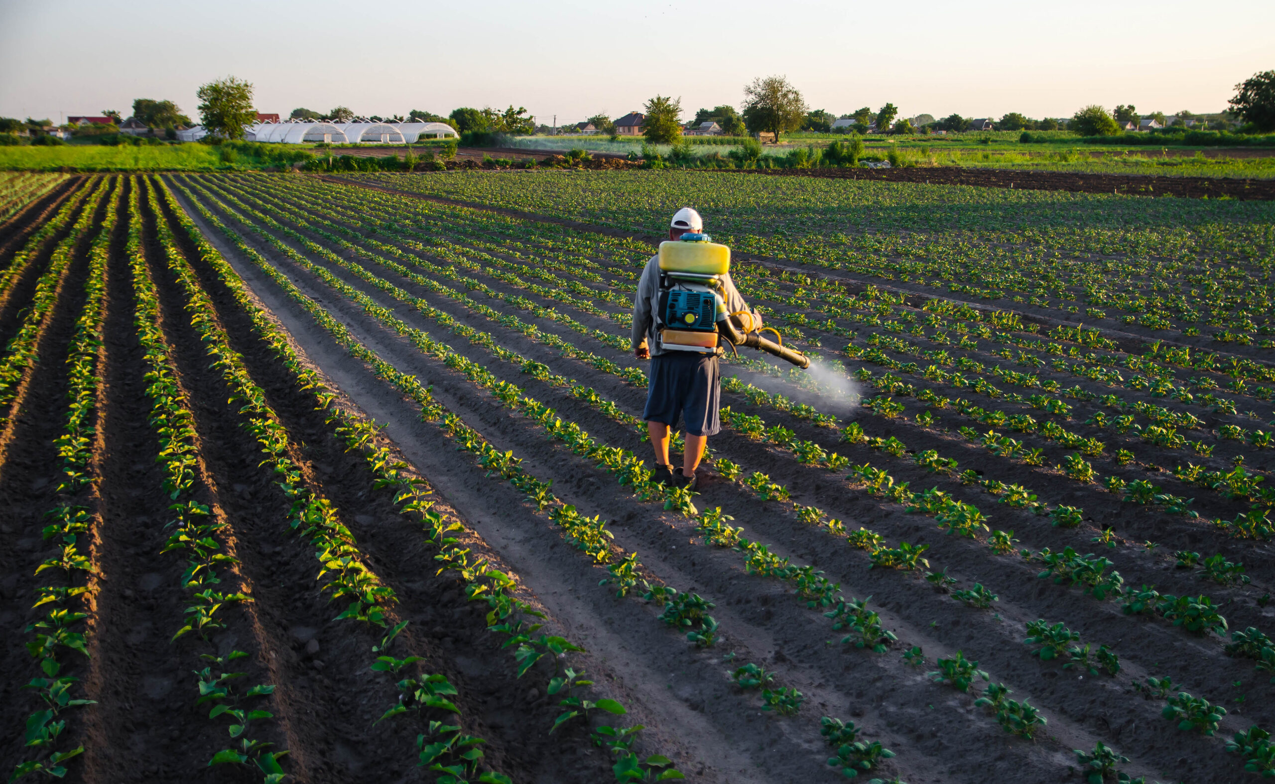 A worker with a sprayer works in the field. Use of chemicals for protection of cultivated plants from insects and fungal infections. Agriculture and agro industry. Farm work. Pesticides and fungicides