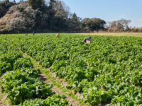 農福連携の目的や種類とは？取り組むメリットや活用できる補助金も紹介