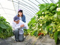 北海道のブランドいちごを守る新婚夫婦。未経験で挑戦するいちご農家という生き方＜世帯年収もご紹介＞