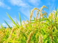育苗期にそばに置くだけ！　廃菌床が水稲の高温耐性を高める