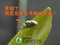 病害虫発生予報で発表された“果樹で注意すべき害虫”とは！？【病害虫診断アプリ 「エクスペスツ」】