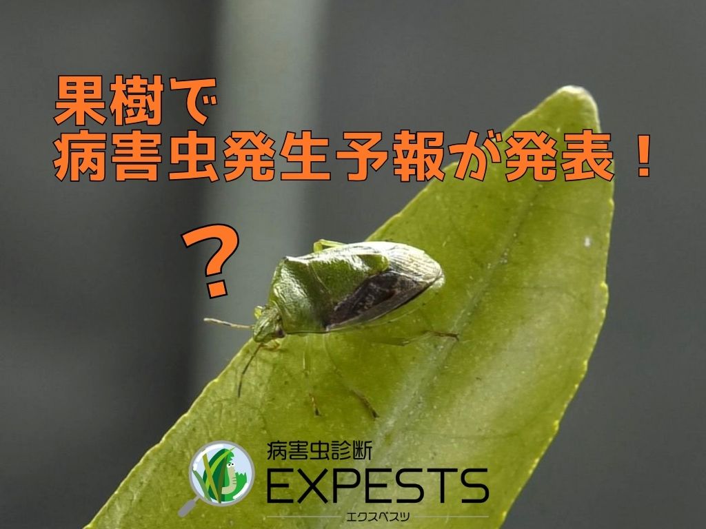 病害虫発生予報で発表された“果樹で注意すべき害虫”とは！？【病害虫診断アプリ 「エクスペスツ」】
