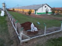 検出自治体の鶏肉輸入停止 日本、ブラジル鳥インフル