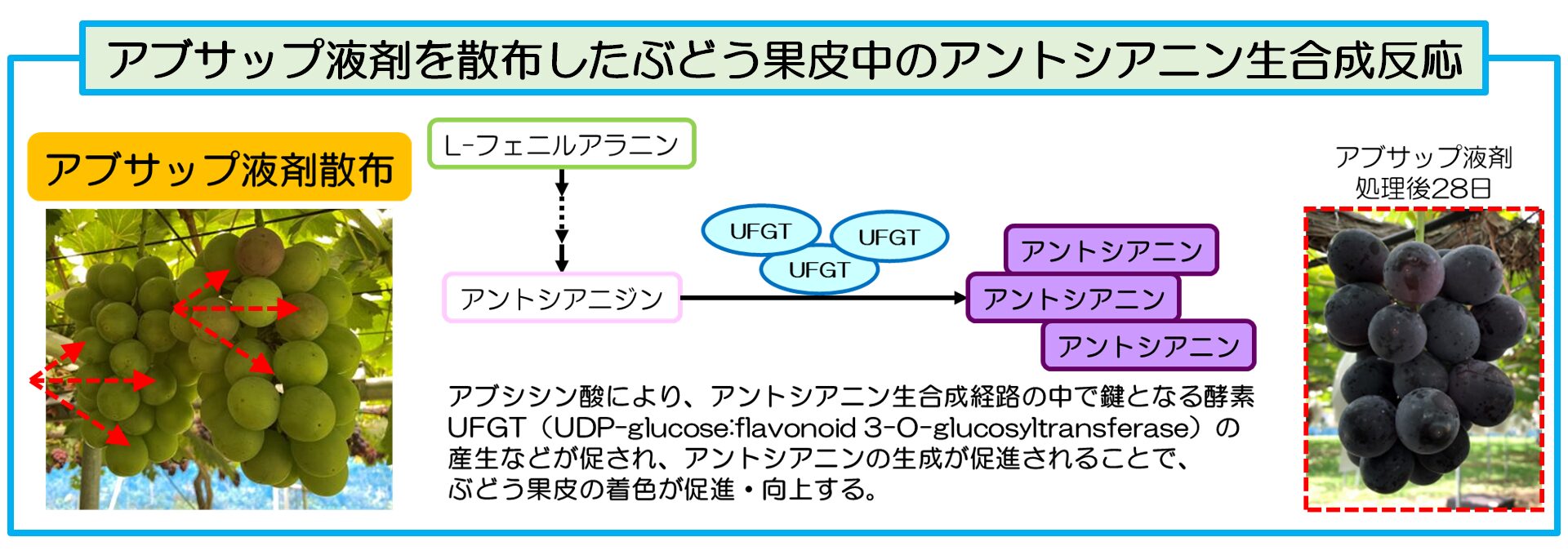 アブサップによるブドウの着色向上の原理