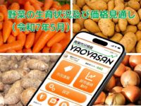指定野菜の多くが平年並みの価格となる見込みです【青果市況情報アプリ「YAOYASAN」】