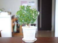 部屋が癒しの空間に！丈夫で育てやすいカポック（シェフレラ）の魅力と育て方