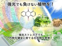 作物を枯らすほどの強光ストレス下でも作物を健全に育てる化合物、アントラキノン