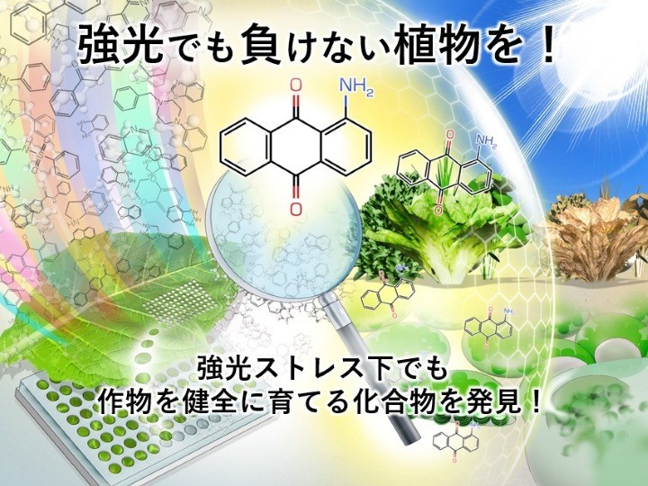 作物を枯らすほどの強光ストレス下でも作物を健全に育てる化合物、アントラキノン