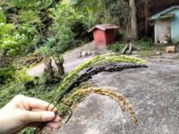 収量5kg。無肥料・無農薬でゼロから始めた、小さな米作り