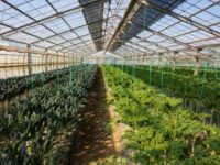 【千葉県旭市】 旭市で旬の野菜と園芸を学ぶ3泊4日の農業研修 1回目_WAGO Agri College参加者大募集！