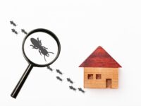 シロアリ駆除は必要ない？　対策不要な家の特徴や自分でできる予防方法を解説