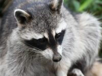 アライグマ駆除業者おすすめランキング！　料金相場や業者を選ぶポイントは？
