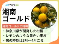 湘南ゴールドとはどんな果物？旬の時期や選び方、栽培する方法も解説
