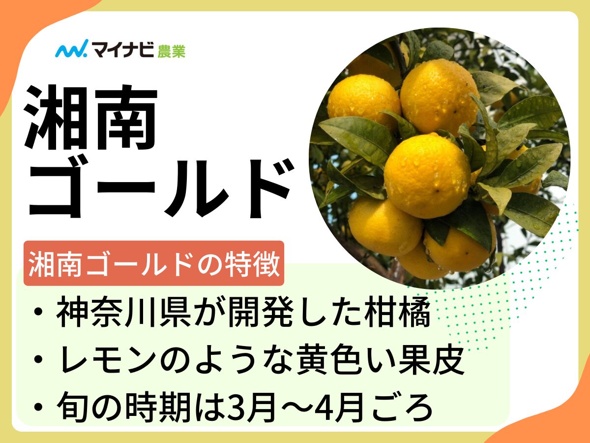 湘南ゴールドとはどんな果物？旬の時期や選び方、栽培する方法も解説