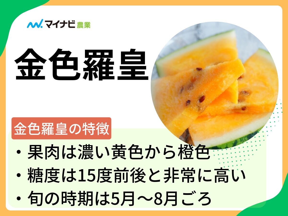 金色羅皇（こんじきらおう）はどんなスイカ？旬の時期や栽培する方法も解説