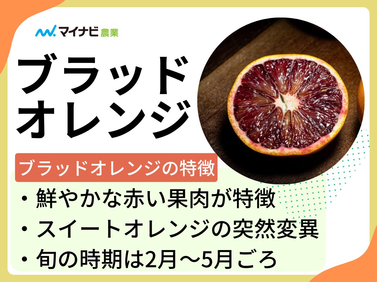 ブラッドオレンジとはどんな果物？旬の時期や選び方、栽培する方法も解説