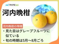 河内晩柑とはどんな果物？旬の時期や選び方、栽培する方法も解説