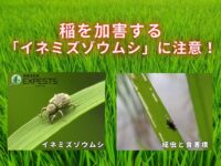 田植え後の初夏に注意！稲を加害するイネミズゾウムシ【病害虫診断アプリ 「エクスペスツ」】