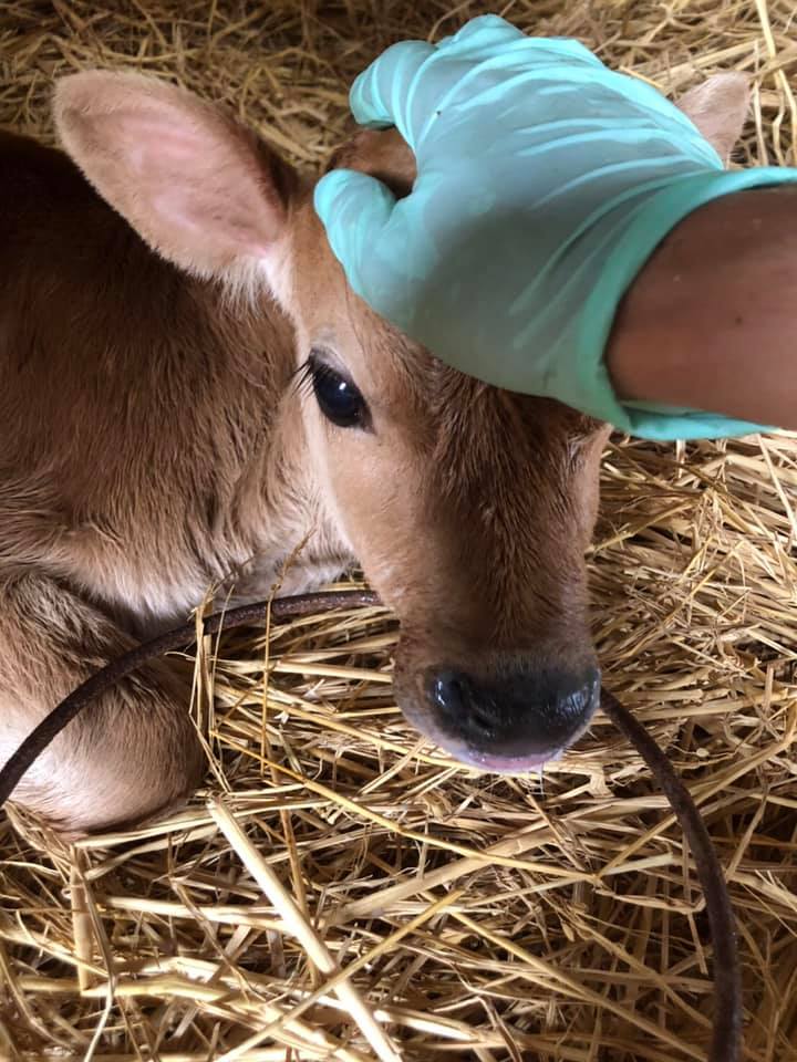須藤さん提供)牧場内で飼育されている育成牛