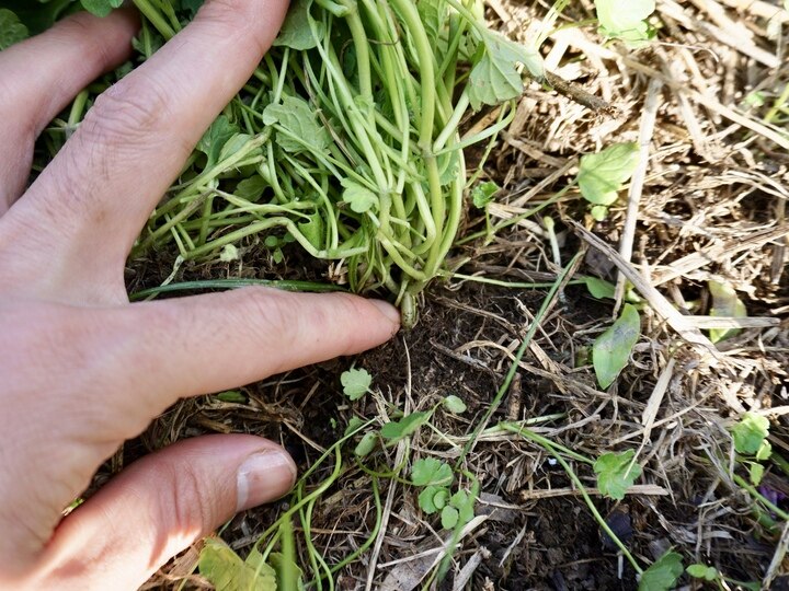 雑草の根は再生しない