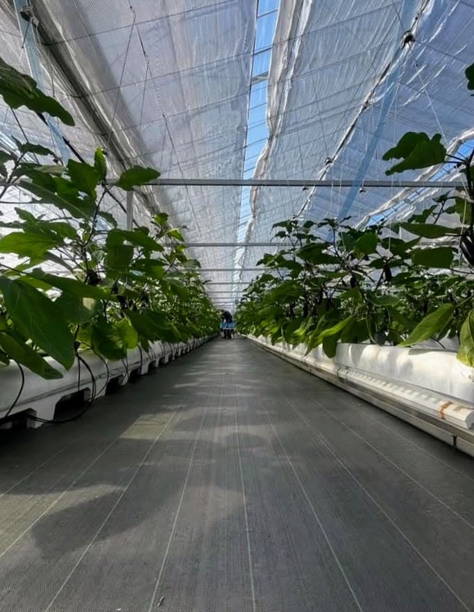 HSFarm　ナス栽培の専用ハウス