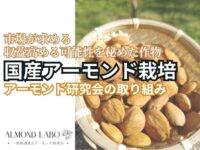 市場が求める国産アーモンド　農家の収益を高める新たな活路