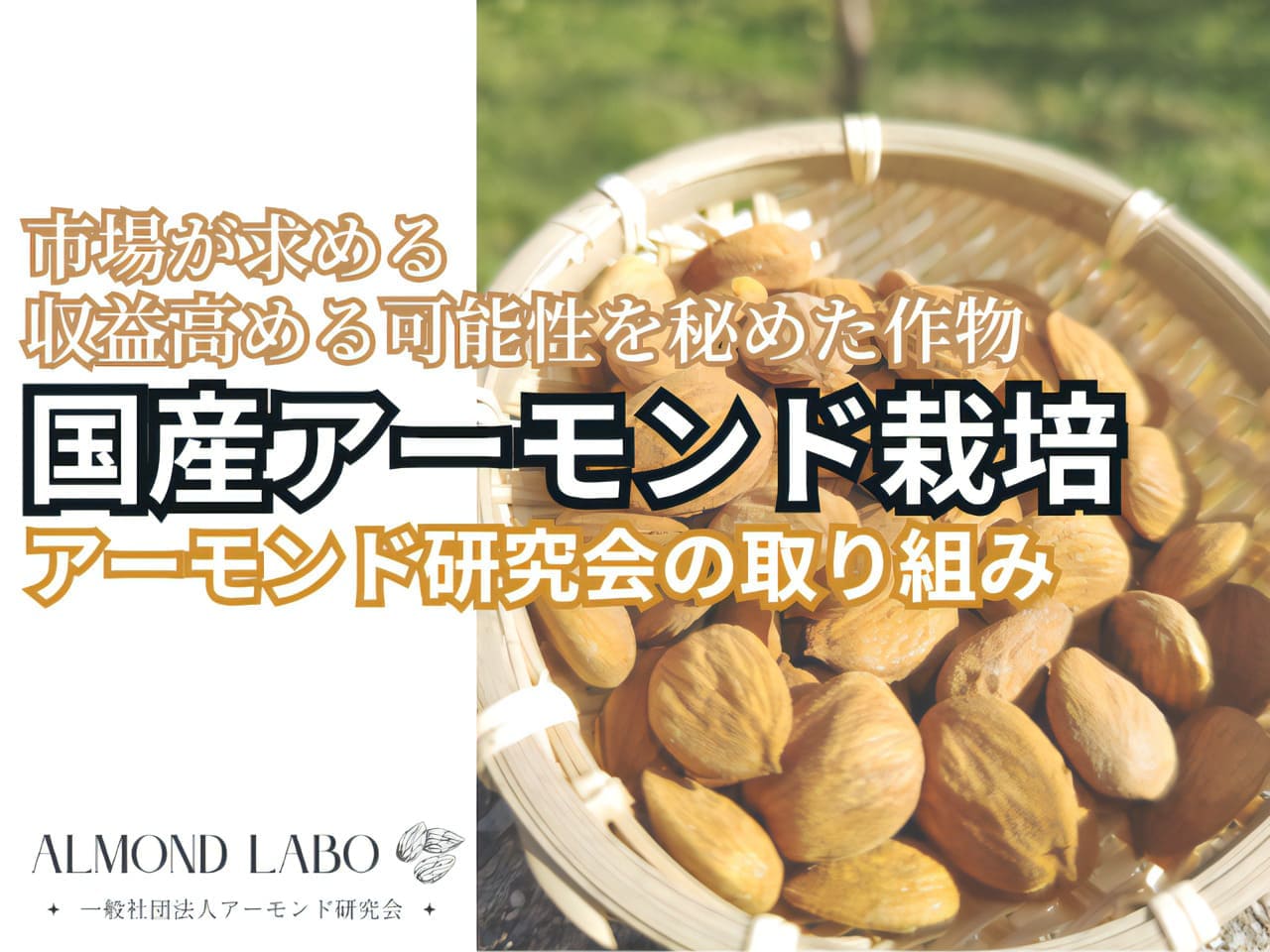 市場が求める国産アーモンド　農家の収益を高める新たな活路