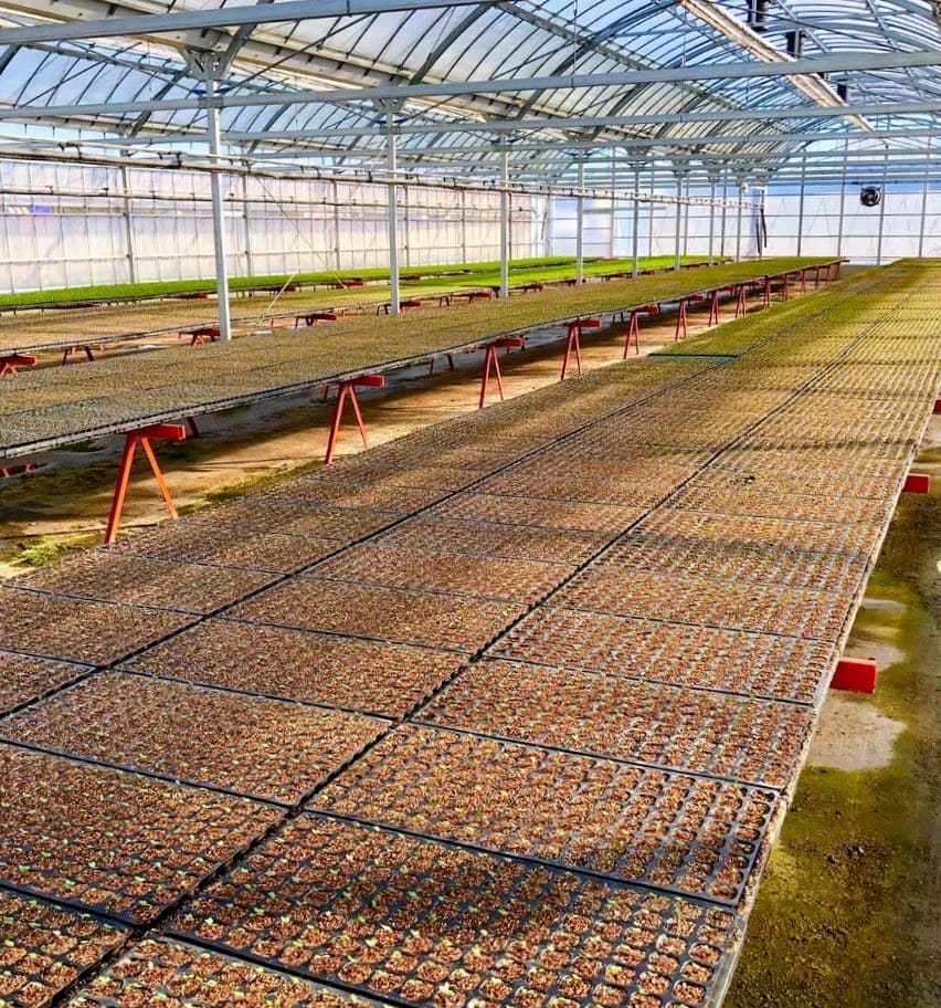 HSFarm　育苗ハウス