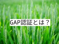 農業ビジネスの必須知識！ GAP認証の基礎知識と取得手順